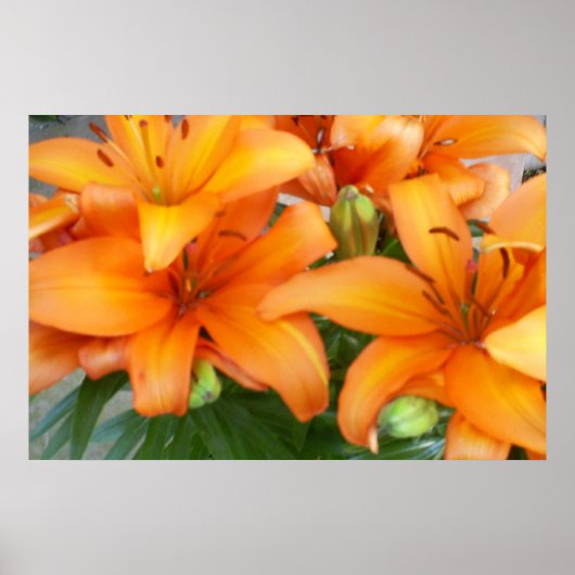 Orange Lily Blume Poster (Vorne)