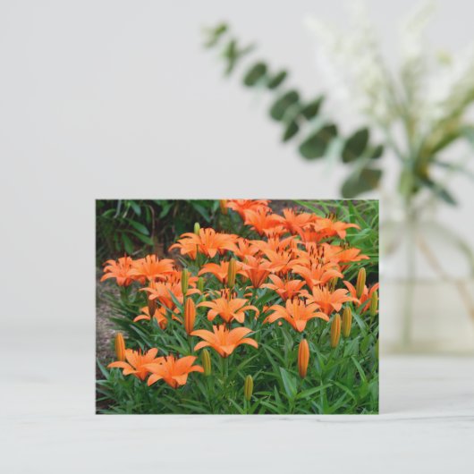Orange Lily Blume Postkarte (Stehend Vorderseite)