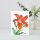 Orange Lily Botanical Illustration Postkarte (Stehend Vorderseite)