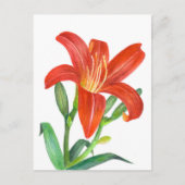 Orange Lily Botanical Illustration Postkarte (Vorderseite)