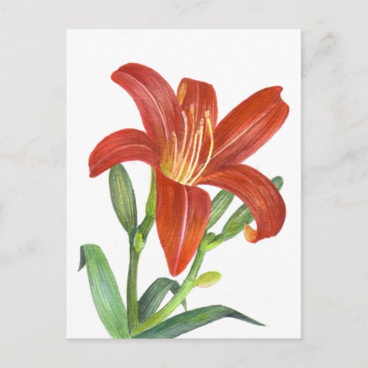 Orange Lily Botanical Illustration Postkarte (Vorderseite)
