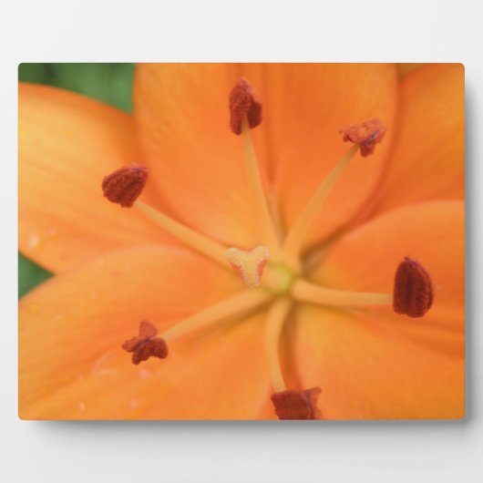 Orange Lily Floral Plaque Fotoplatte (Vorderseite)
