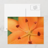 Orange Lily Floral Postkarte (Vorne/Hinten)