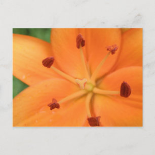Orange Lily Floral Postkarte