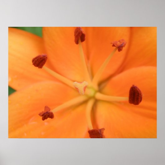 Orange Lily Floral Print Poster (Vorne)