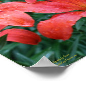 Orange Lily Flower Garden Poster (Ecke)