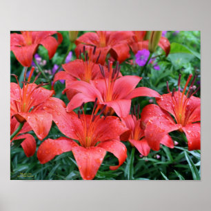 Orange Lily Flower Garden Poster
