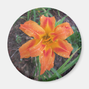 ORANGE LILY FLOWERWERBEMAGNET MAGNET