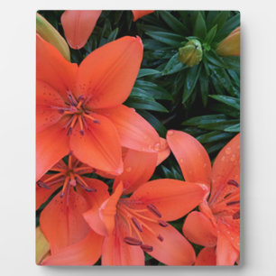 Orange Lily Fotoplatte