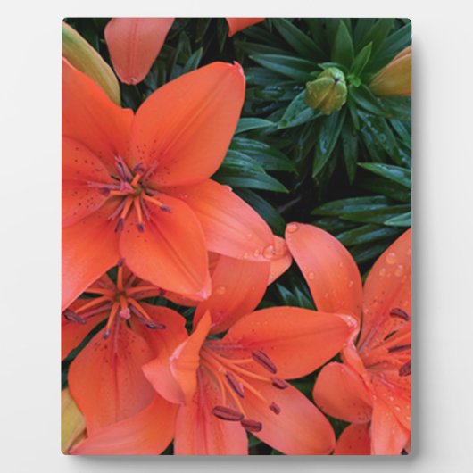 Orange Lily Fotoplatte (Vorderseite)
