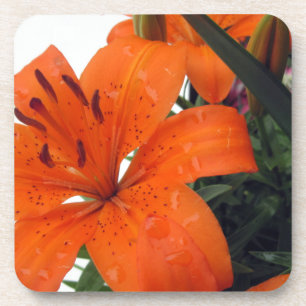 Orange LIly Getränkeuntersetzer