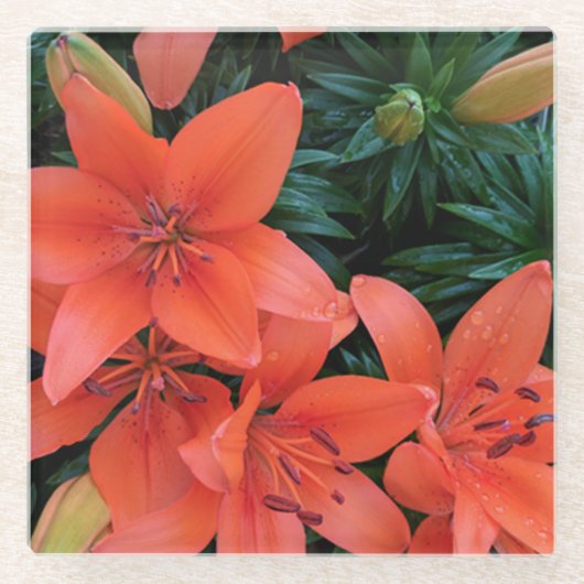 Orange Lily Glass Untersetzer (Vorderseite)