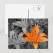 Orange Lily handfarben Postkarte (Vorne/Hinten)