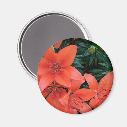 Orange Lily Magnet (Vorderseite/Rückseite)