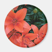 Orange Lily Magnet (Vorne)