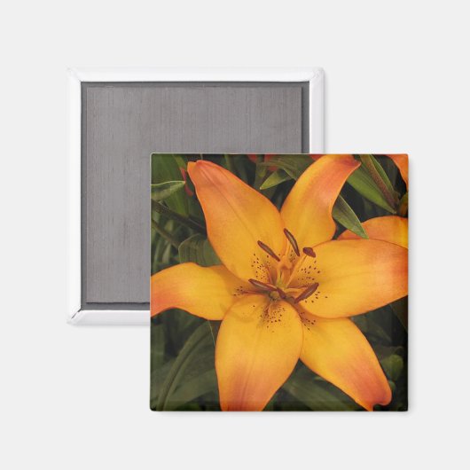 Orange Lily Magnet (Vorderseite/Rückseite)