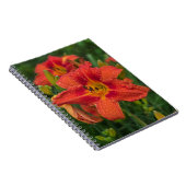 Orange Lily Notizblock (Rechte Seite)