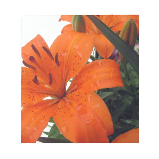 Orange LIly Notizblock (Vorderseite)