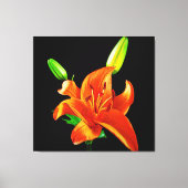 Orange Lily on Black Leinwanddruck (Vorderseite)