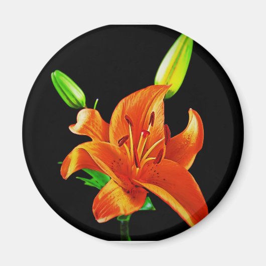 Orange Lily on Black Magnet (Vorne)