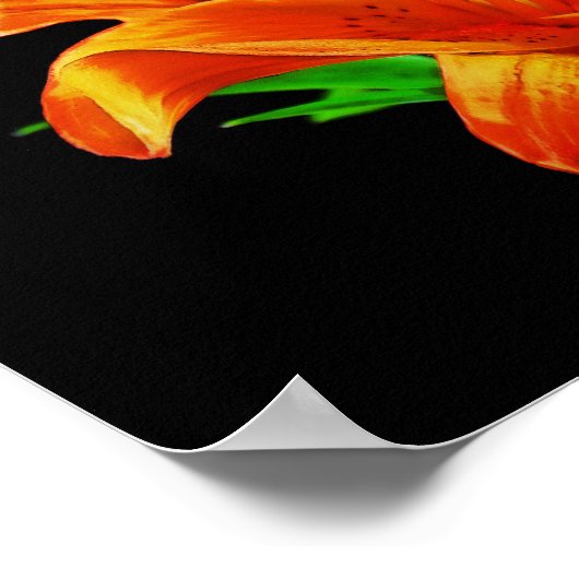 Orange Lily on Black Poster (Ecke)