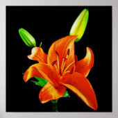 Orange Lily on Black Poster (Vorne)