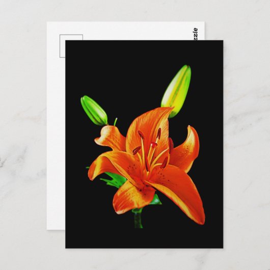 Orange Lily on Black Postkarte (Vorne/Hinten)