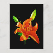 Orange Lily on Black Postkarte (Vorderseite)