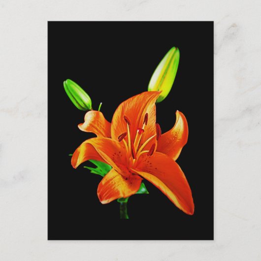 Orange Lily on Black Postkarte (Vorderseite)