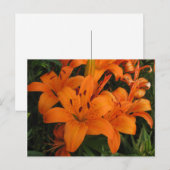 Orange Lily Postcard Postkarte (Vorne/Hinten)