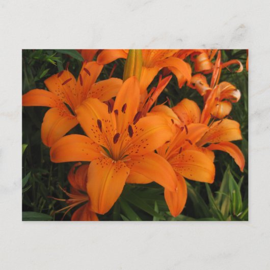 Orange Lily Postcard Postkarte (Vorderseite)