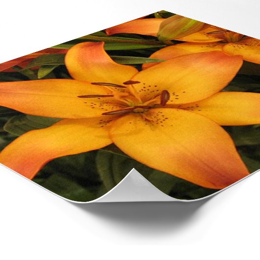 Orange Lily Poster (Ecke)