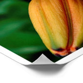 Orange Lily Poster (Ecke)