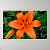Orange Lily Poster (Vorne)
