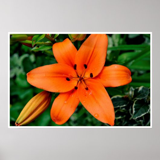 Orange Lily Poster (Vorne)