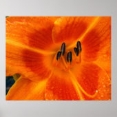 Orange Lily Poster (Vorne)