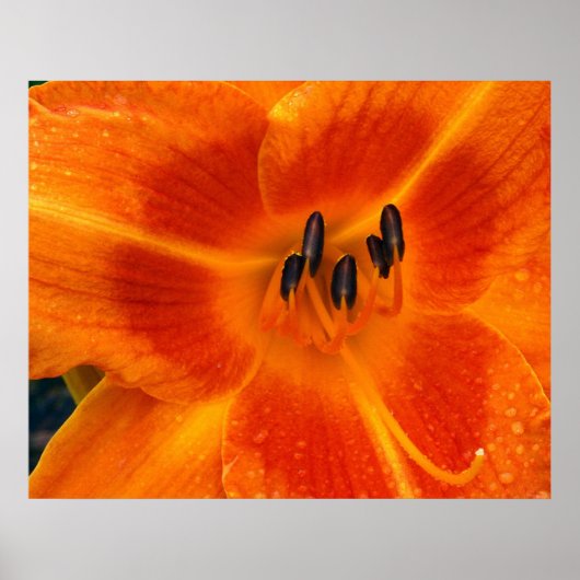 Orange Lily Poster (Vorne)