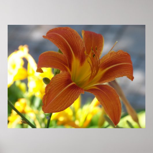 Orange Lily Poster (Vorne)