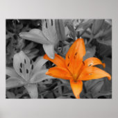 Orange Lily Poster (Vorne)