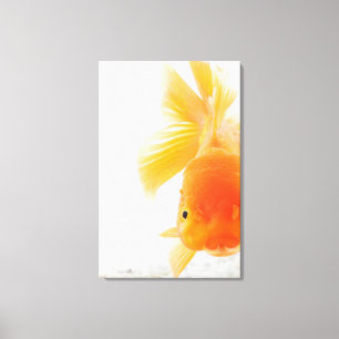 Orange lionhead Goldfisch (Carassius auratus) Leinwanddruck