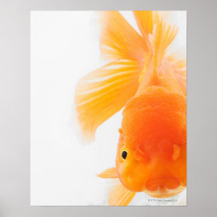 Orange lionhead Goldfisch (Carassius auratus) Poster