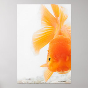 Orange lionhead Goldfisch (Carassius auratus) Poster