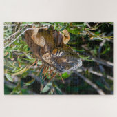 Orange Lizard, Belize Iguana Puzzle (Horizontal)