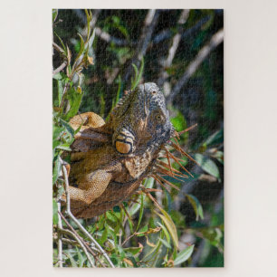 Orange Lizard, Belize Iguana Puzzle