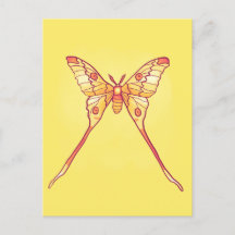 Orange Luna Moth Art - Farbiges Insekt