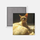 Orange Magnet (Vorderseite/Rückseite)