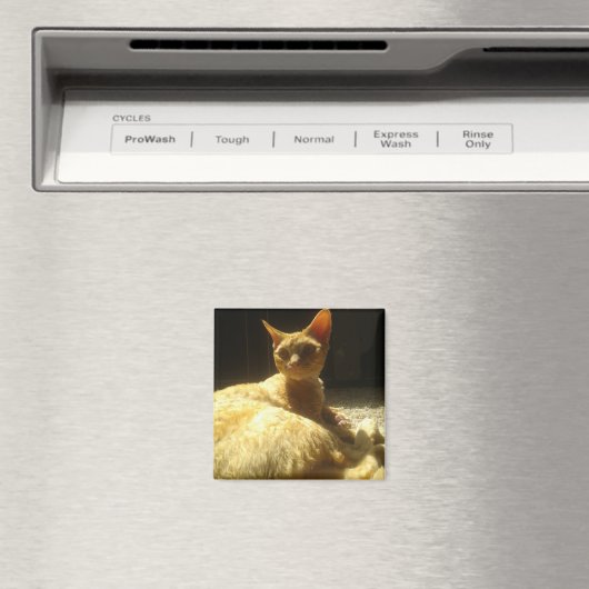 Orange Magnet (In Situ (Geschirrspüler))