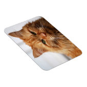 Orange Maine Coon Cat Flexible Foto Magnet (Rechte Seite)