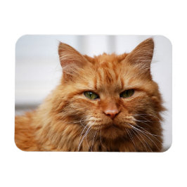Orange Maine Coon Cat Flexible Foto Magnet