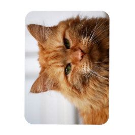 Orange Maine Coon Cat Flexible Foto Magnet